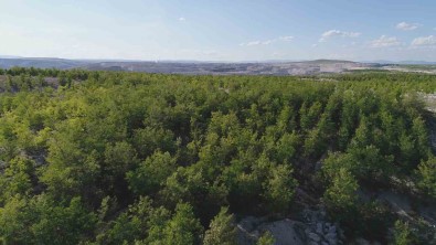 Demir Export'un Diktigi Fidan Sayisi 1,5 Milyona Ulasti