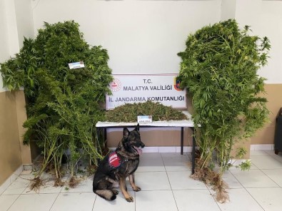 Jandarmadan Uyusturucu Operasyonu Açiklamasi 2 Tutuklama