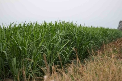 Bu Bitkiyle Hayvancilikta Yem Maliyeti Yariya Düsecek