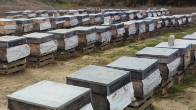 Orhaneli'de Arili Kovan Sayisi Artti