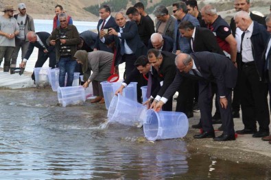 13 Ilde 25 Milyon Yavru Sazan Suya Birakildi