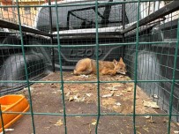 4 Ekim Dünya Hayvanlari Koruma Gününde Artvin'de Çakal Ve Baykus Dogaya Birakildi