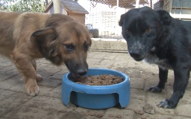 Getir'den Hayvan Barinaklarina 1,5 Milyon Kap Mama