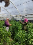 Saglikli Seracilik Için Ekipler Sahada