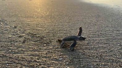 Yaklasik 250 Bin Yavru Kaplumbaga Denizle Bulustu