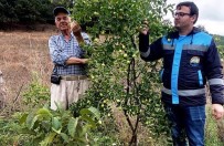 Hisarcik Güldüren Köyünde Bahçe Kontrolü