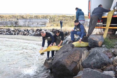 Kars'ta Göllere 520 Bin Sazan Yavrusu Birakildi