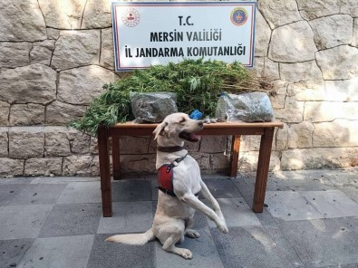 Mersin'de 358 Kök Kenevir Bitkisi Ele Geçirildi