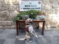 Mersin'de 358 Kök Kenevir Bitkisi Ele Geçirildi