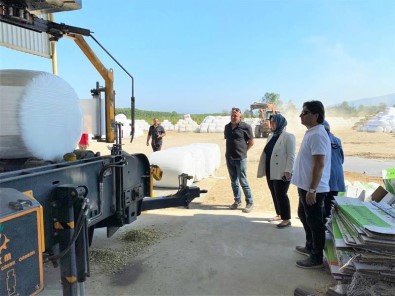 Silajlik Misir Hasadi Sürüyor