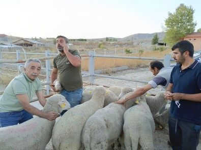 Çankiri'da Üreticilere Merinos Koç Dagitildi