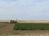 Kulu'da Pancar Hasadi Basladi