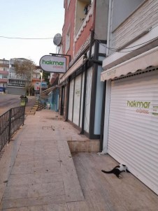 Marketin Kepenginin Altinda Kalan Kedi Telef Oldu