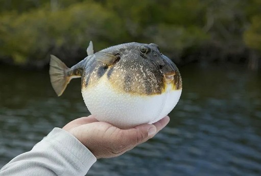 Zehri siyanürden daha etkili! Bir ısırığıyla öldürüyor: Tehlike şimdi Karadeniz’de…