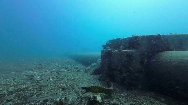 Zehri siyanürden daha etkili! Bir ısırığıyla öldürüyor: Tehlike şimdi Karadeniz’de…