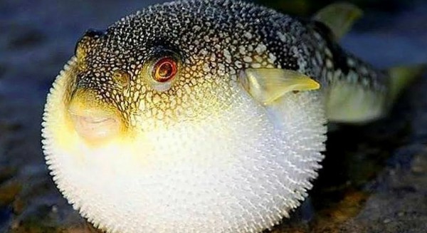 Zehri siyanürden daha etkili! Bir ısırığıyla öldürüyor: Tehlike şimdi Karadeniz’de…