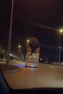 Eve Degil, Kamyonete 4 Kat Çikti Açiklamasi Görenler Hayrete Düstü