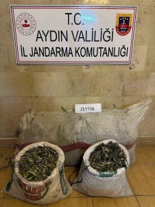 Zeytin Hirsizlari Yakalandi