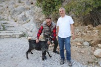 Alanya'da Tedavi Edilen Yarali Keçi Dogaya Birakildi Haberi