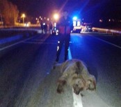 Otomobilin Çarptigi Ayi Telef Oldu