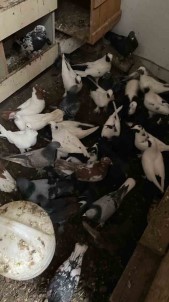 Bandirma'da Güvercin Hirsizligi
