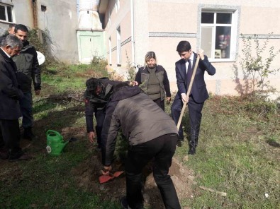 Pazaryeri'nde Fidanlar Toprakla Bulustu