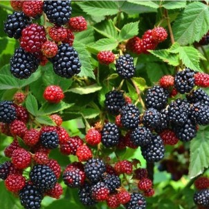 Üreticilere Yüzde 50 Hibeli Meyve Fidani