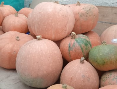 Ayni Tohumdan 10 Kat Fazla Ürün Aldi