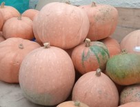 Ayni Tohumdan 10 Kat Fazla Ürün Aldi