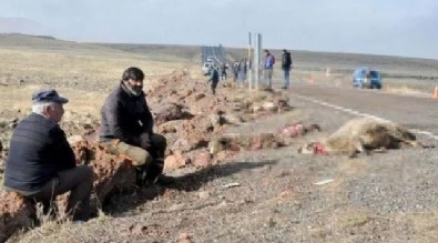 Kars'ta acı görüntü: Sürüye çarptı 25 koyun öldü!