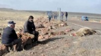 Kars'ta acı görüntü: Sürüye çarptı 25 koyun öldü!