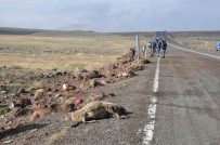 Kars'ta Tur Midibüsü Hayvan Sürüsüne Çarpti