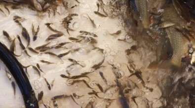 Siirt'te 5 Yilda 8 Milyon Sazan Yavrusu Baraj Ve Göletlere Birakildi