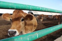 Gökhöyük'ün 'Süt Makinesi' Jersey Inekleri Açiklamasi Yedigi Yemi En Çok Süte Onlar Çeviriyor