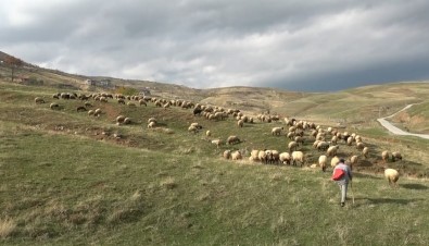 Muslu Çobanlar Sigortali Olacak