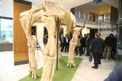7,5 Milyonluk Fosil Faunasi Sergilenecek