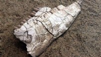 Kayseri'de 7,5 milyon yıllık fosiller sergilenecek: Dünyada eşi ve benzeri bulunmuyor