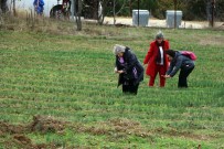 Safran Tarlasini 40 Günde 70 Bin Kisi Ziyaret Etti