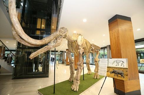 Kayseri'de 7,5 milyon yıllık fosiller sergilenecek: Dünyada eşi ve benzeri bulunmuyor