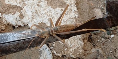 Elazig'da Etçil Dev Çekirge Görüntülendi