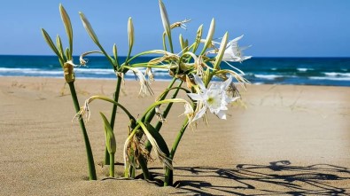 Koruma Altindaki Kum Zambagi Çalistay Sembolü Oldu