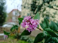 Tunceli'de Iki Mevsim Ayni Anda Yasaniyor Açiklamasi Bir Yani Kara Kis Diger Yaninda Çiçek Açiyor