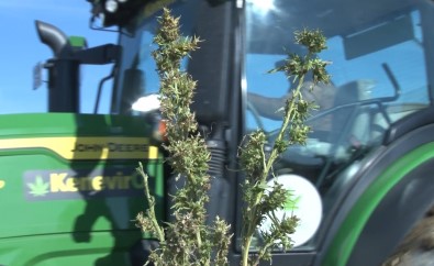 Kenevir Tekstil Ihracatina Doping Etkisi Yapacak