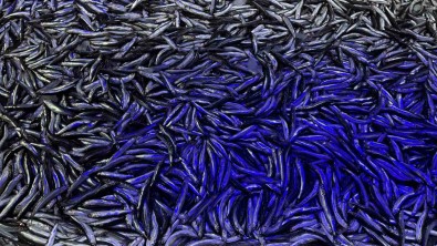 Kötü Hava Balikçiligi Olumsuz Etkiledi, Hamsinin Kilosu 60 Liraya Çikti