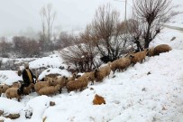 Yaylalardan Indirilmeye Baslanan Koyun Sürüsü Kar, Tipiye Yakalandi