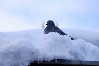 Palandöken'de Kar Kalinligi 56 Cm Buldu, Termometreler -15'I Gösterdi