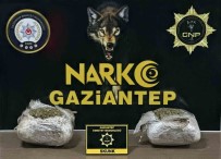 Gaziantep'te 1.5 Kilogram Skunk Ele Geçirildi