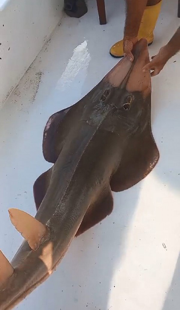 İnsan yüzlü balık görenleri şoke etti: Balıkçıların ağına takıldı ilginç türü tekneye çekince fark ettiler