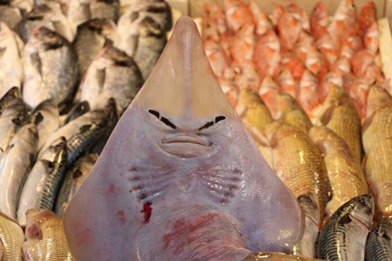 İnsan yüzlü balık görenleri şoke etti: Balıkçıların ağına takıldı ilginç türü tekneye çekince fark ettiler