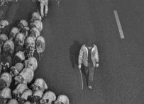 Siirt'te 330 Küçükbas Hayvan Hirsizliginda 2 Tutuklama